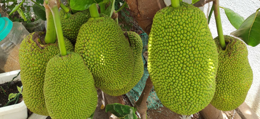 Durian